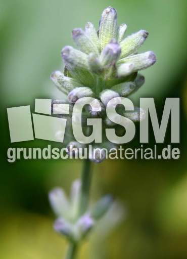 Lavendel-3.jpg